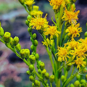 Spray cicatrizante Arnica Baleeira